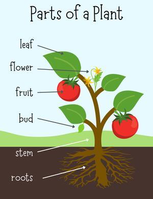 幼儿教育卡片（20页） 第3页