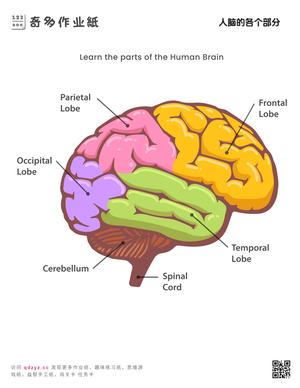 人脑的各个部分