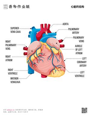 心脏的结构
