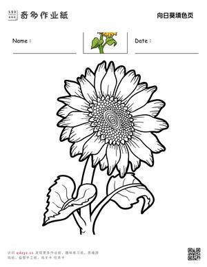 向日葵填色页
