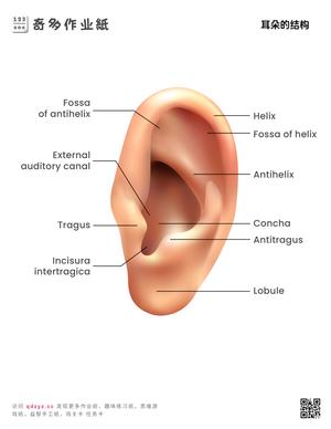 耳朵的结构