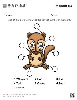 旱獭的身体部位