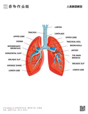 人类肺部解剖