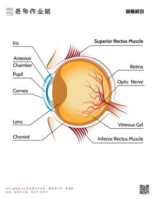 眼睛解剖