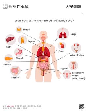 人体内部器官