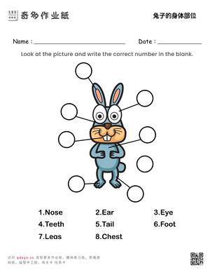 兔子的身体部位
