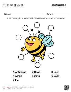 蜜蜂的身体部位