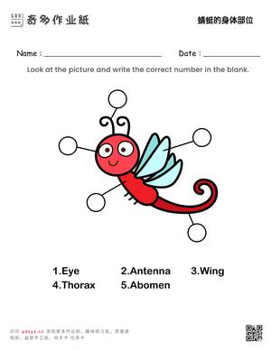 蜻蜓的身体部位