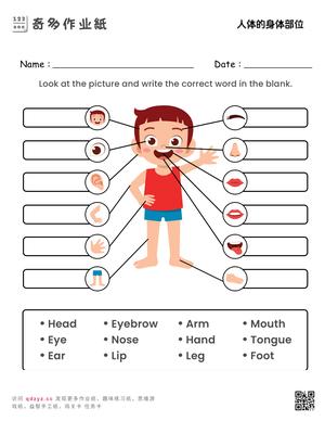 人体的身体部位